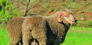Foot-and-mouth disease hampers hide and skin exports
