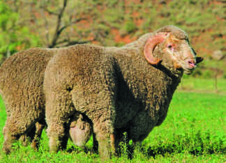 Foot-and-mouth disease hampers hide and skin exports