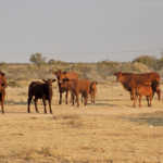 Bonsmara cattle
