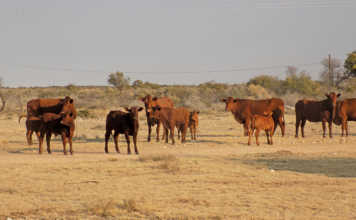 Bonsmara cattle