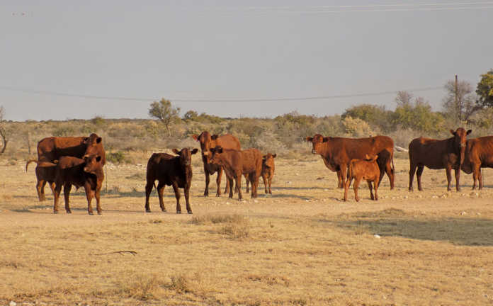 Bonsmara cattle