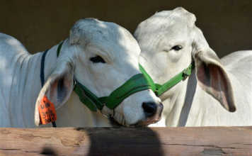Brahman cattle