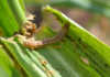‘Fall armyworm has Australia and Asia in its sights’ Fall armyworm