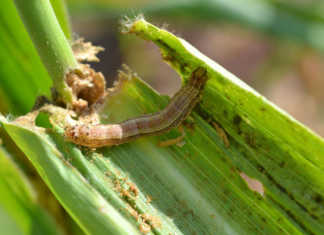 ‘Fall armyworm has Australia and Asia in its sights’ Fall armyworm