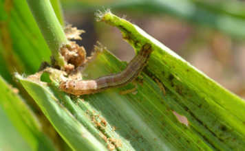 Fall armyworm