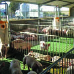 ‘Global pig industry to remain unpredictable in 2019’