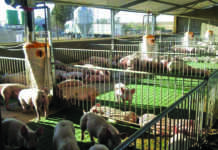 ‘Global pig industry to remain unpredictable in 2019’ ‘Global pig industry to remain unpredictable in 2019’