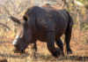 Latest rhino poaching statistics called into question