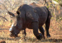 Latest rhino poaching statistics called into question