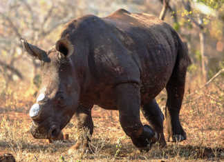 Latest rhino poaching statistics called into question