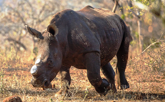 Latest rhino poaching statistics called into question Latest rhino poaching statistics called into question