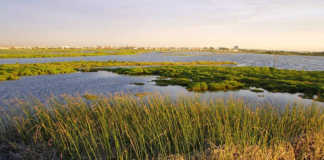 Saving our land: the importance of wetlands