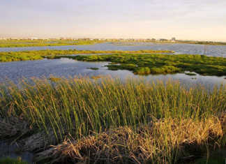 Saving our land: the importance of wetlands