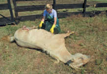 Better biosecurity needed to fight African horse sickness Better biosecurity needed to fight African horse sickness