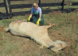 Better biosecurity needed to fight African horse sickness Better biosecurity needed to fight African horse sickness