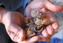 Almonds ready to be processed.