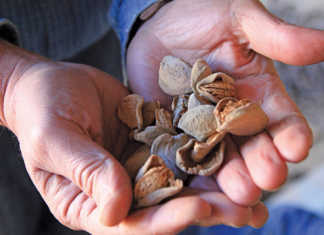 Almonds ready to be processed.