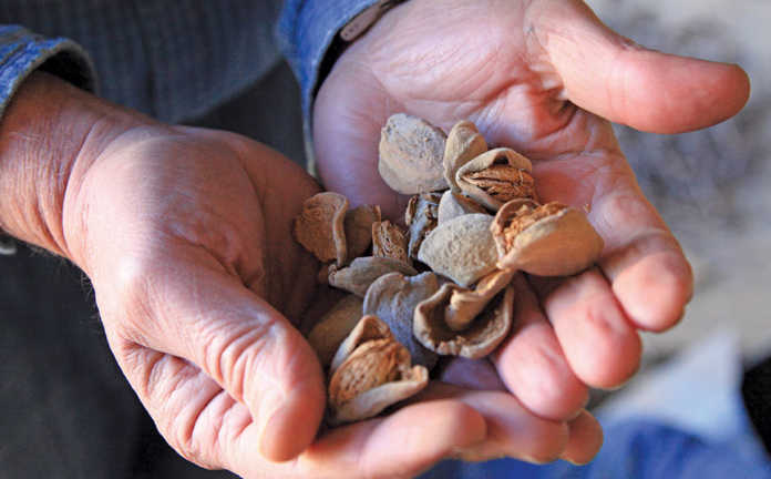 Almonds ready to be processed. Almonds ready to be processed.