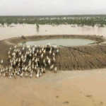 Queensland’s horror flood fallout