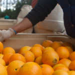 SA farmers need SAA-sized bailout