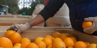 SA farmers need SAA-sized bailout