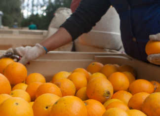 SA farmers need SAA-sized bailout