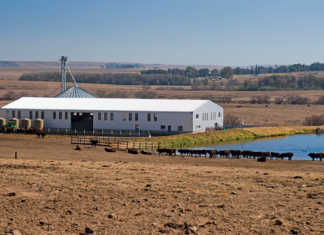 Mixed farming: key to livestock success for Free State farmer