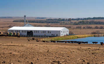 Mixed farming: key to livestock success for Free State farmer