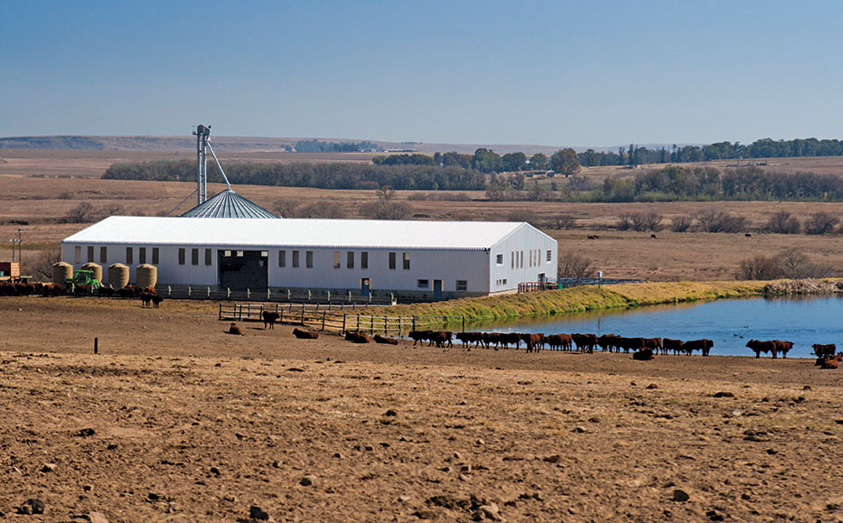 Mixed farming: key to livestock success for Free State farmer