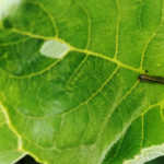 Drought mitigates fall armyworm damage