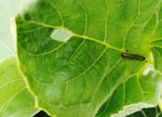 Drought mitigates fall armyworm damage