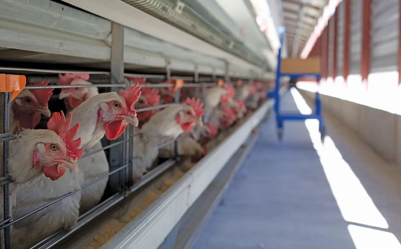 Frozen chicken meat imports hit record levels last year