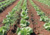 Quality and efficiency drive commercial lettuce production Quality and efficiency drive commercial lettuce production