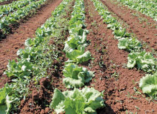 Quality and efficiency drive commercial lettuce production