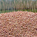 SA peanut plantings at lowest level ever