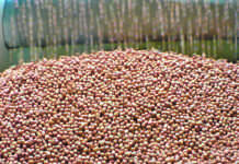 SA peanut plantings at lowest level ever SA peanut plantings at lowest level ever