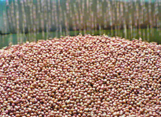 SA peanut plantings at lowest level ever