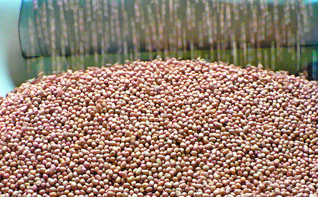 SA peanut plantings at lowest level ever SA peanut plantings at lowest level ever