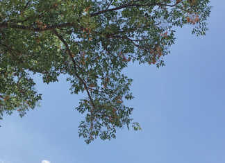 Syringa Tree