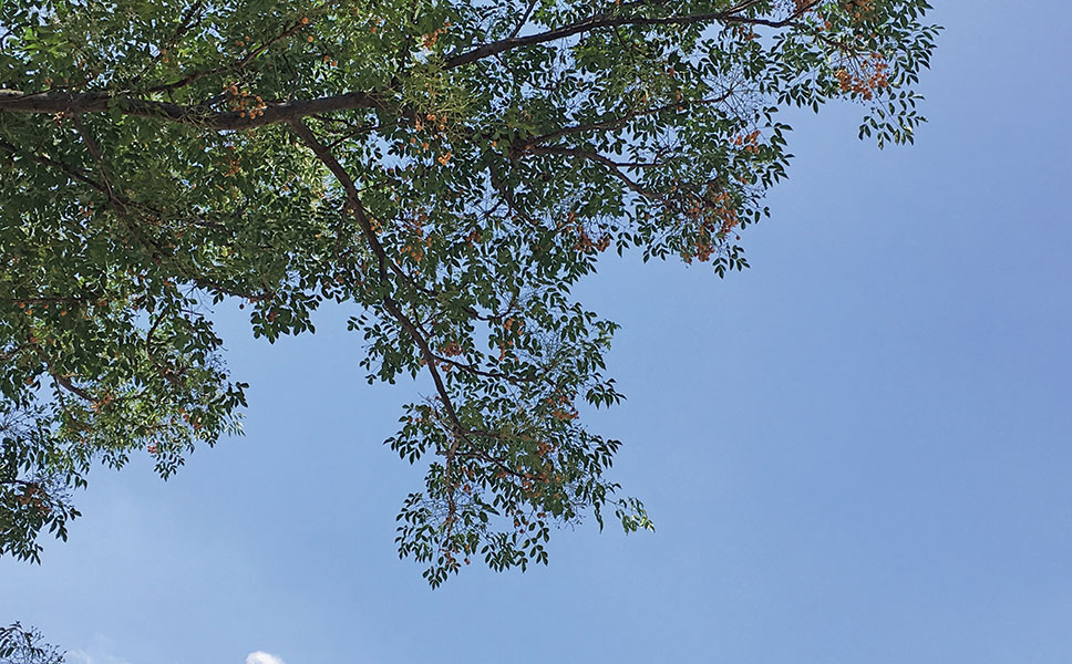 Syringa Tree