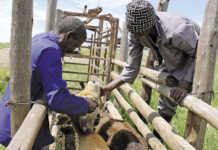 How to inject your livestock properly