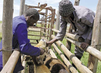 How to inject your livestock properly
