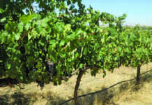 Wine industry satisfied with inflationary sin tax increase
