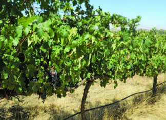 Wine industry satisfied with inflationary sin tax increase Wine industry satisfied with inflationary sin tax increase