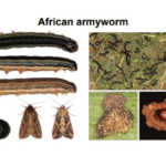 Farmers urged to be vigilant for crop pest infestations