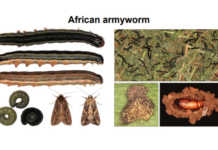 Farmers urged to be vigilant for crop pest infestations