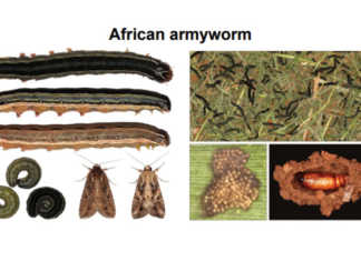 Farmers urged to be vigilant for crop pest infestations