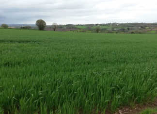 Ban of chlorothalonil in fungicides a blow for EU crop farmers Ban of chlorothalonil in fungicides a blow for EU crop farmers