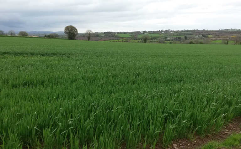 Ban of chlorothalonil in fungicides a blow for EU crop farmers Ban of chlorothalonil in fungicides a blow for EU crop farmers