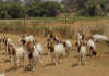 Boer goats